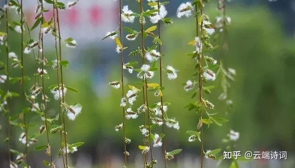 二十首最美的柳絮诗词,飘泊亦如人命薄,空缱绻,说风流 - 知乎