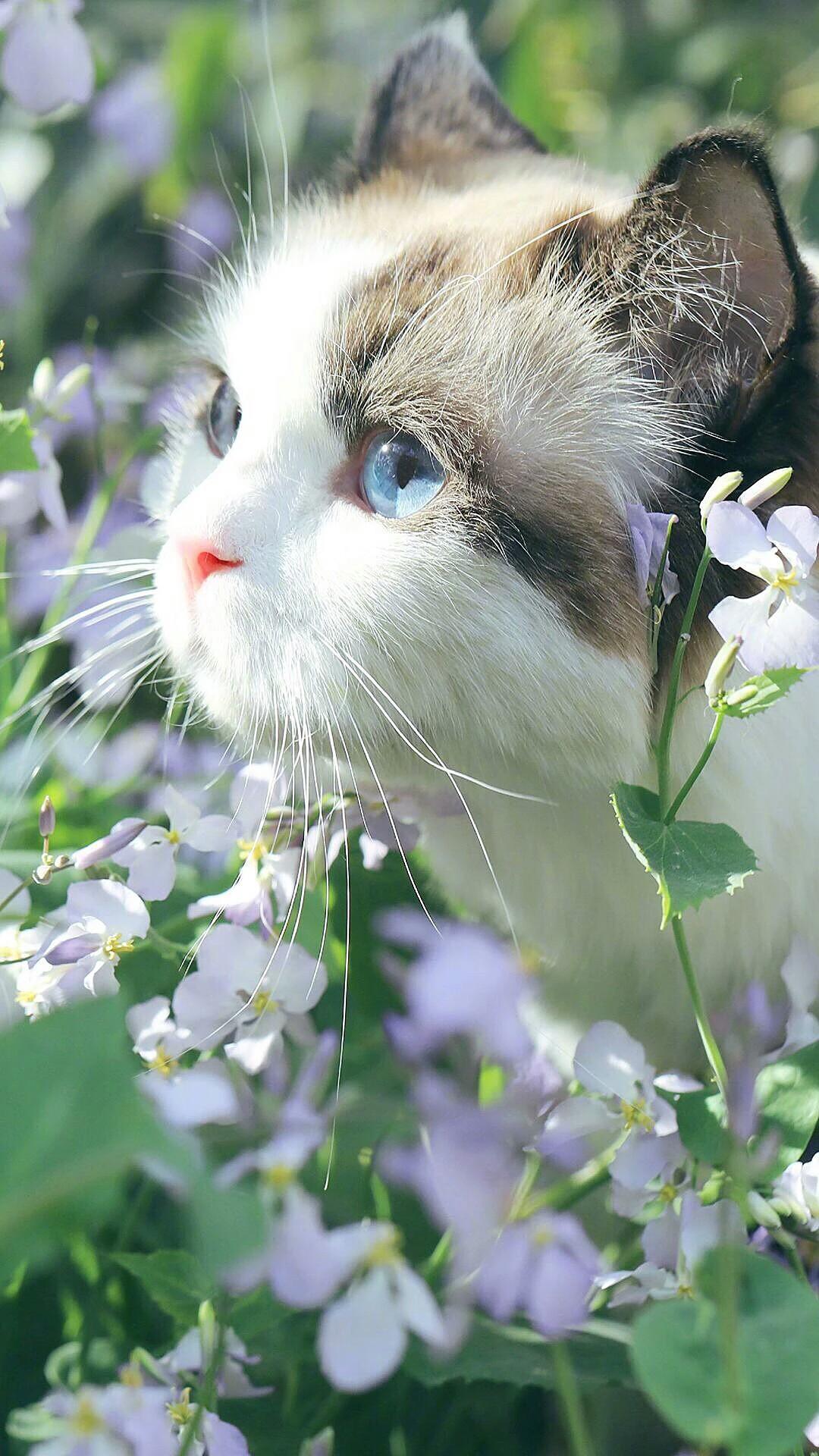 有没有带萌猫的高清壁纸
