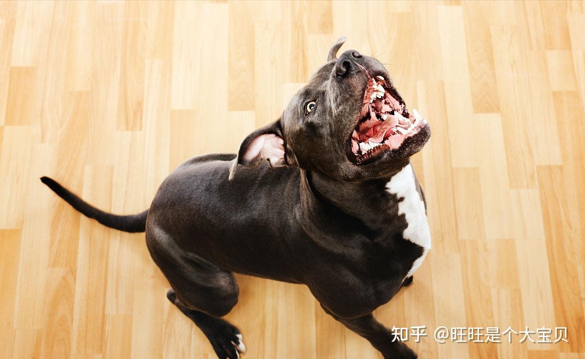 遇到恶犬“咬人”怎么办?可以击打它的这些部位 - 知乎