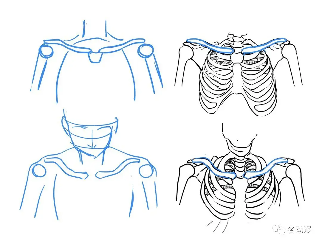 男性锁骨怎么画图片