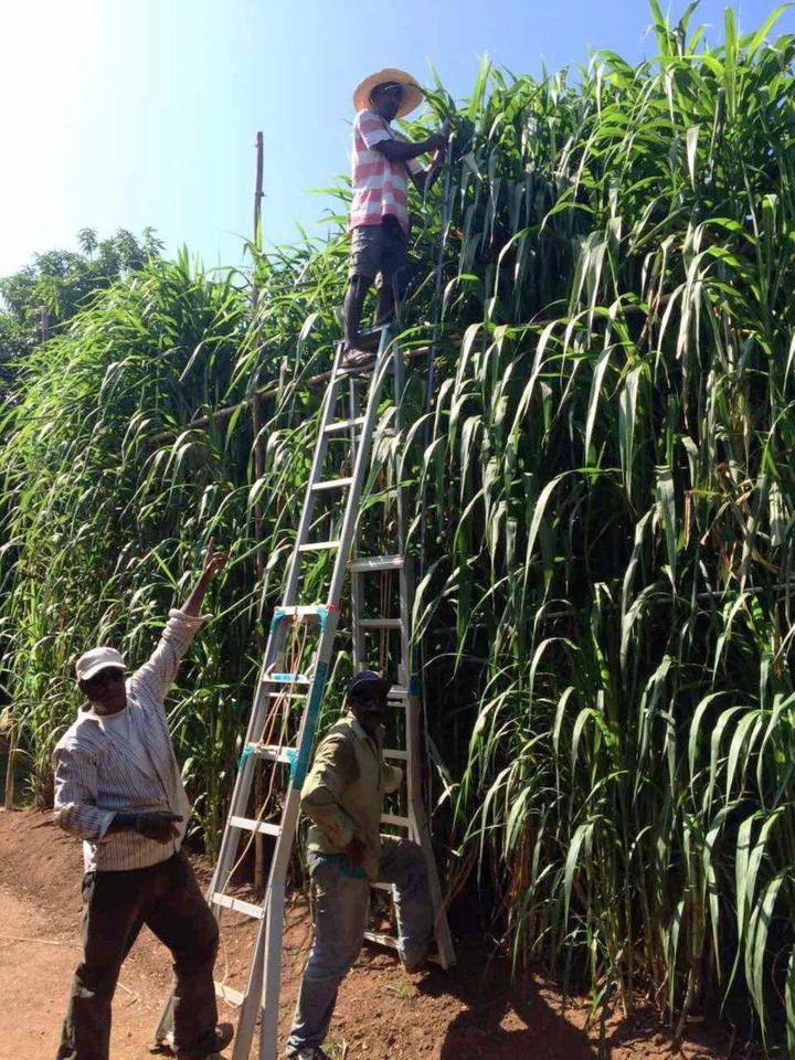 巨菌草种植时间