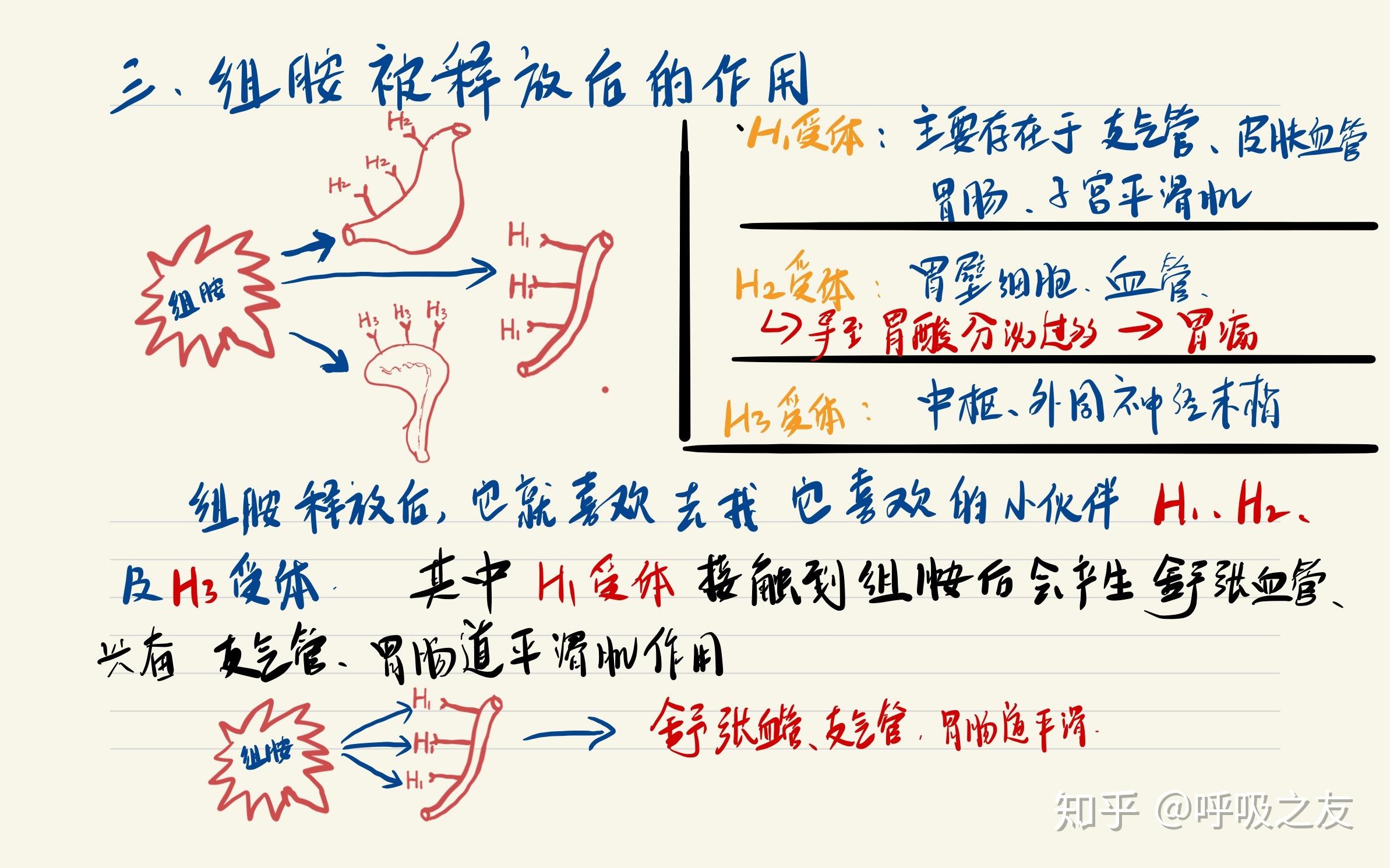 為什麼要抗組胺來治療過敏症狀? - 知乎