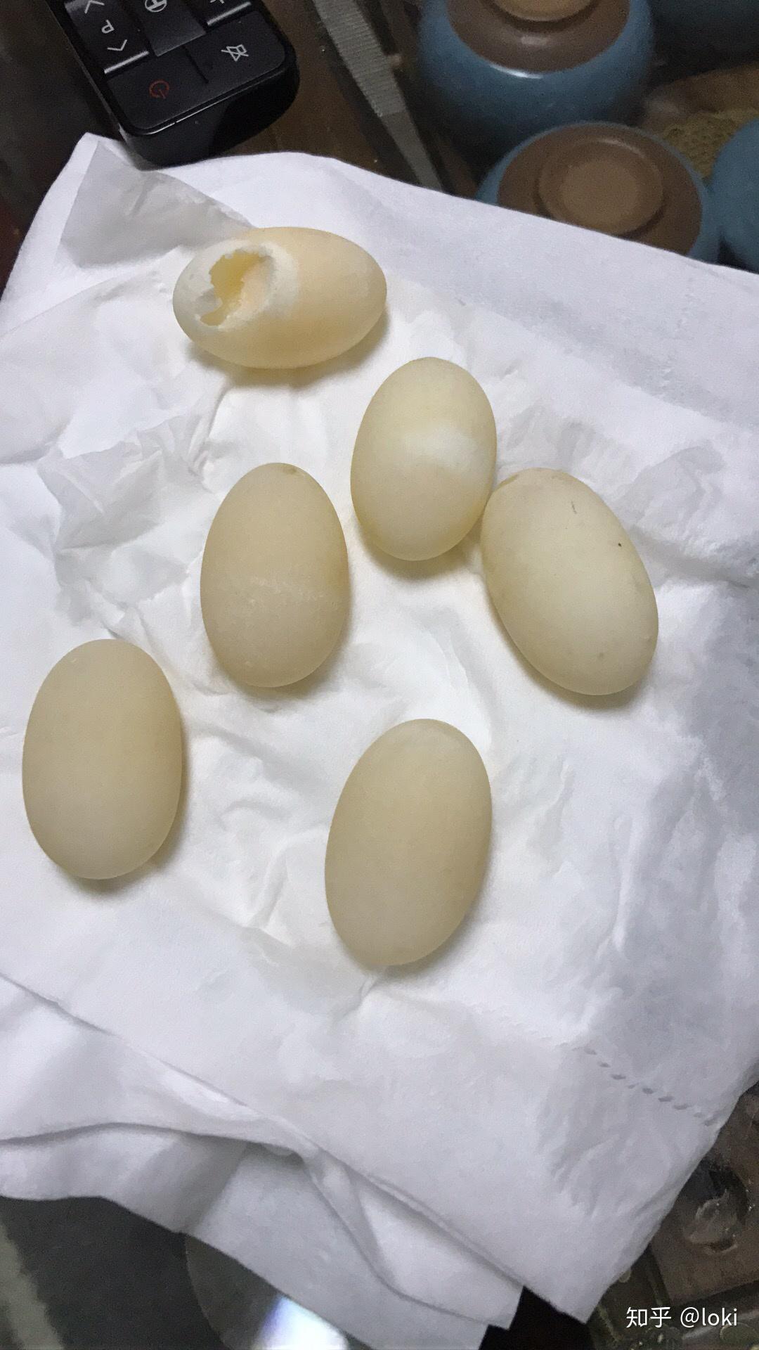 家里只有一只乌龟,是母的,前两天下蛋了,但是蛋上有精斑,我应不应该孵