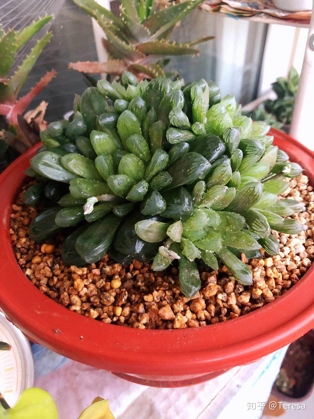 一个指甲盖大的普通多肉养几年能养到手心那么大