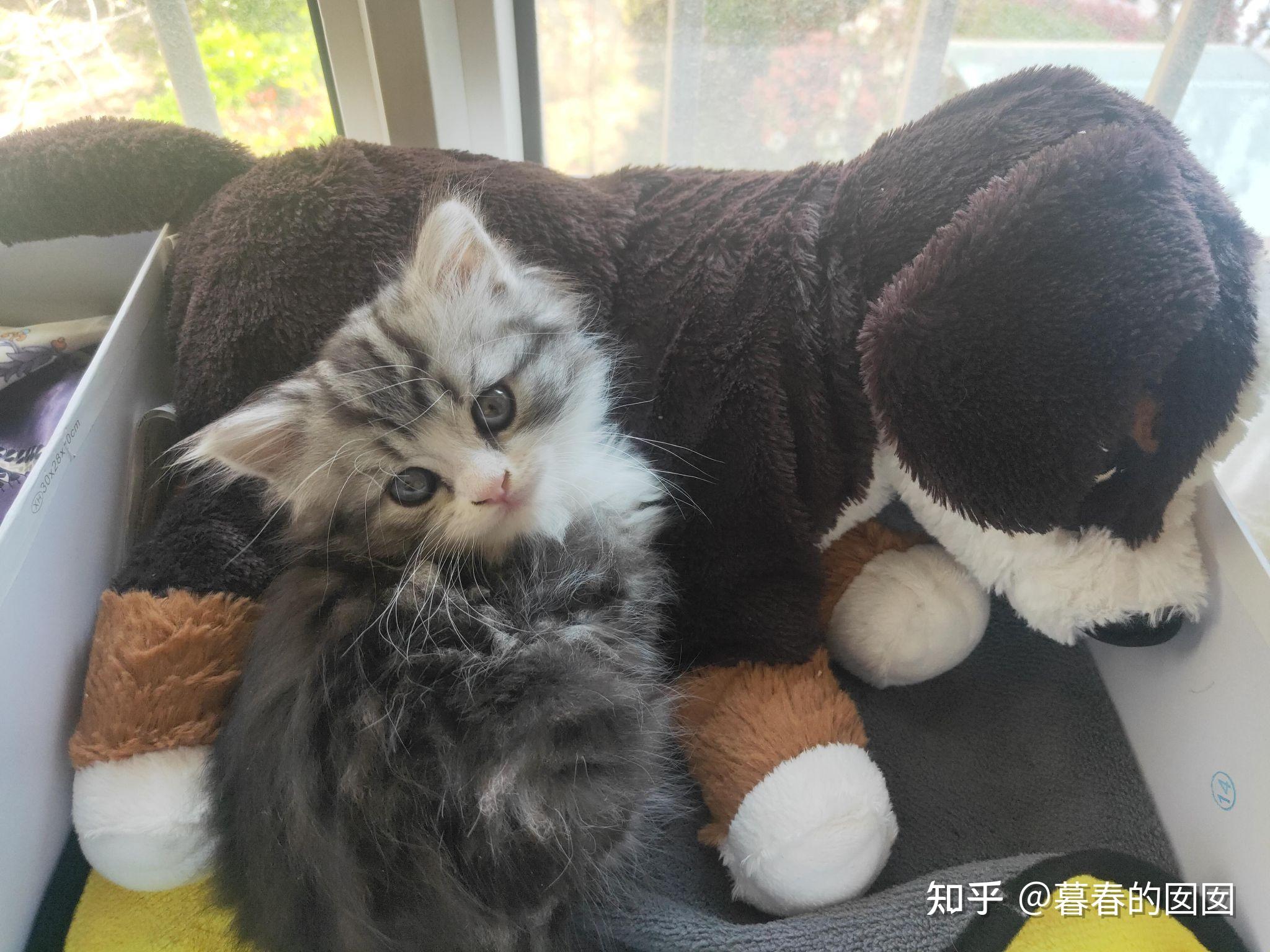 美短返祖长毛猫有人买吗