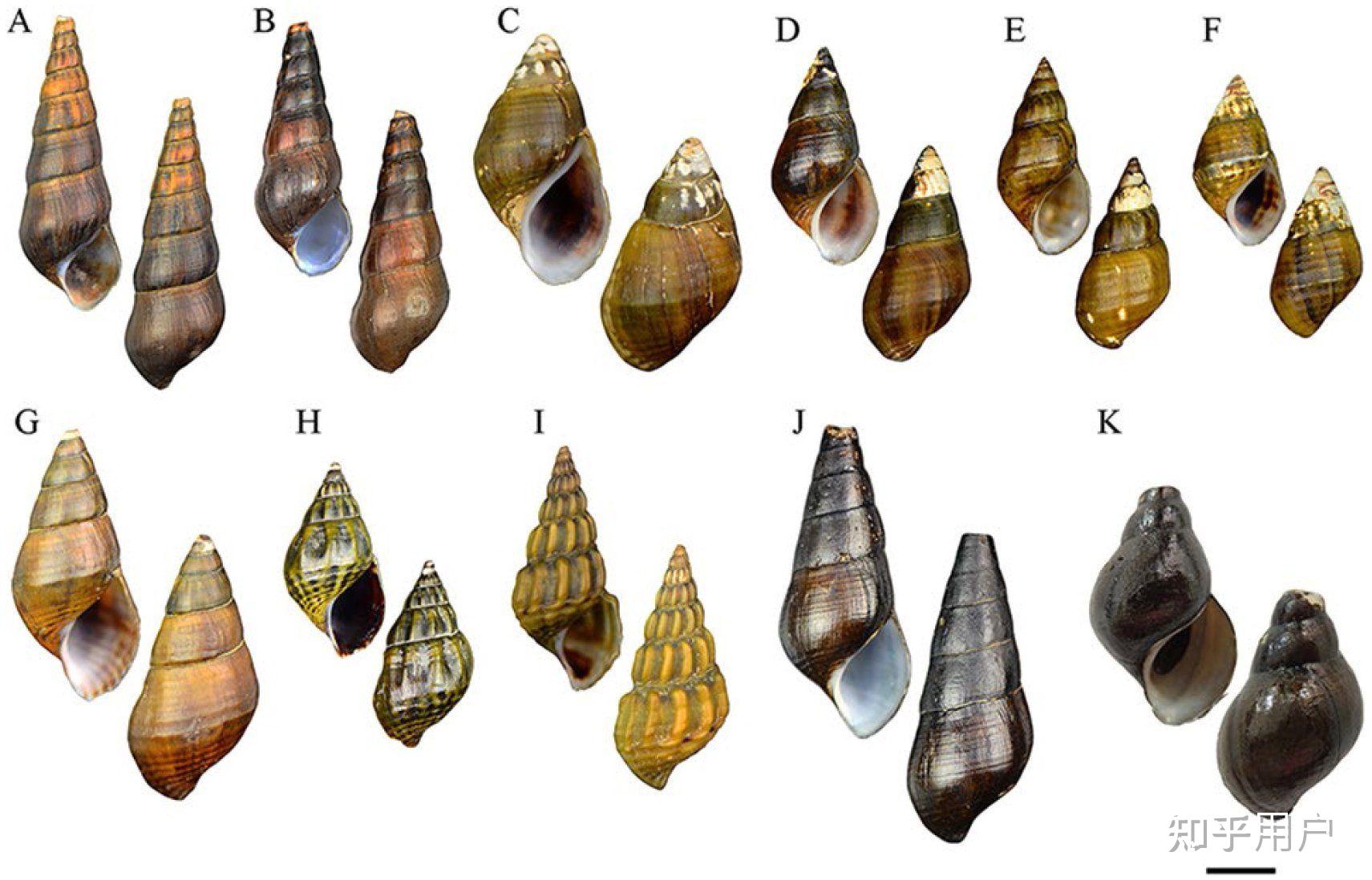 请问广西山谷小河里野采的这种螺是什么学名?