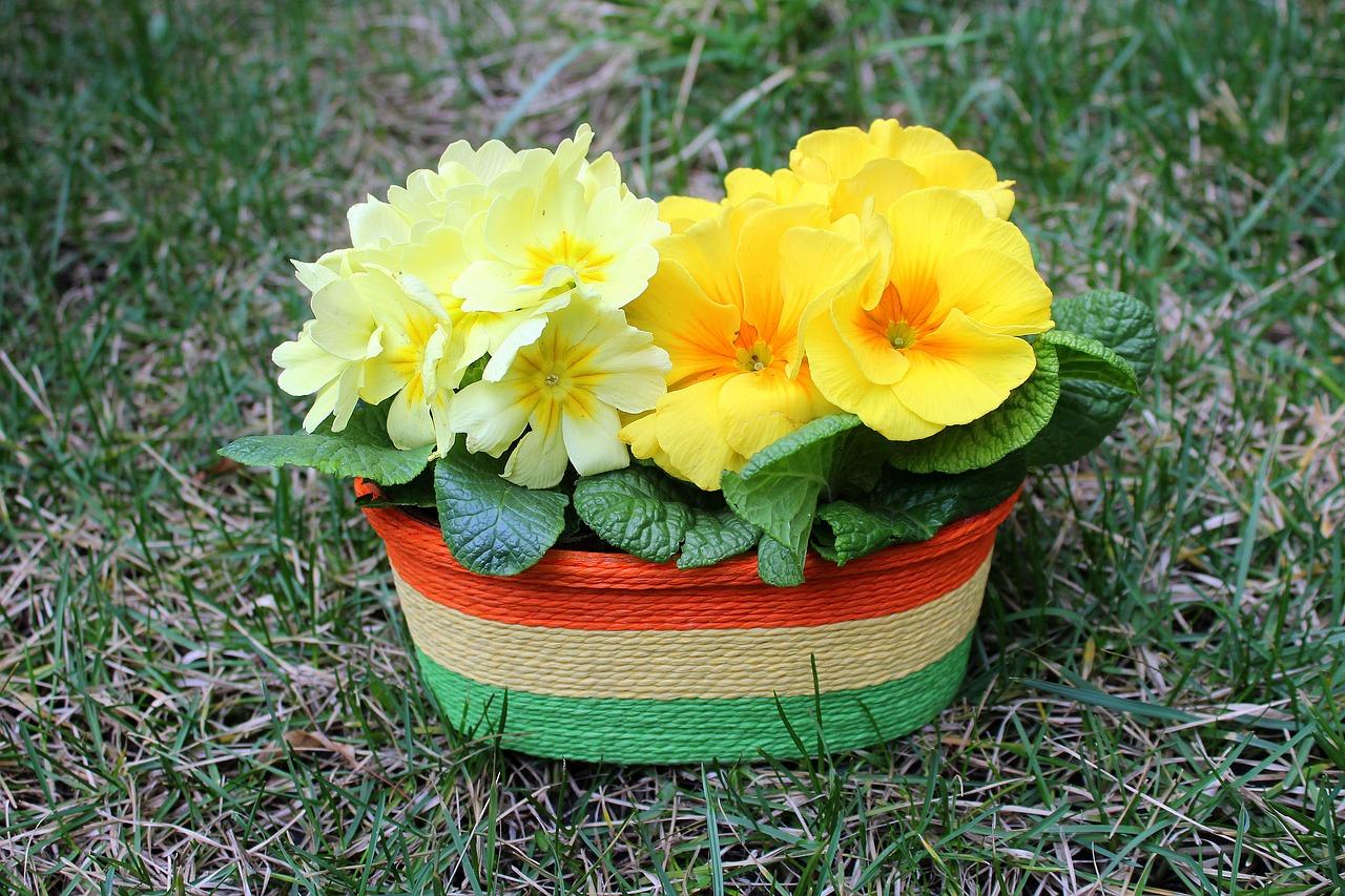 三角梅适合什么花盆