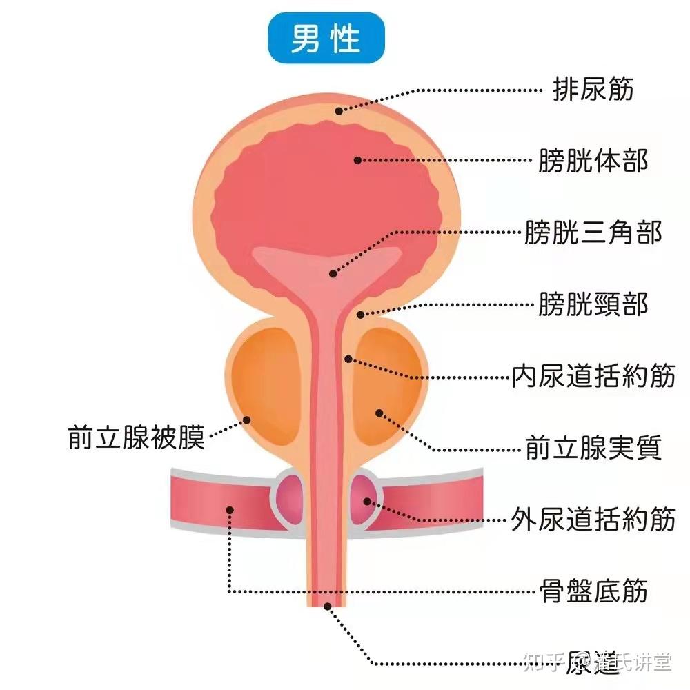 前列腺和睾丸的构造图图片