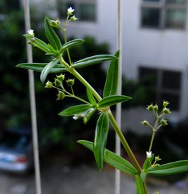 中药生活 白花蛇草水 知乎