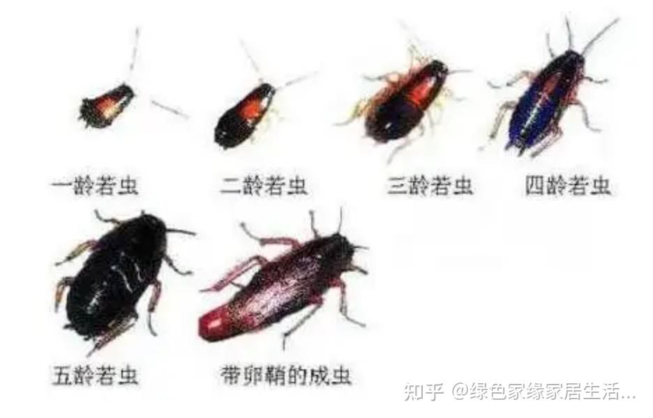 蟑螂幼崽是什么样
