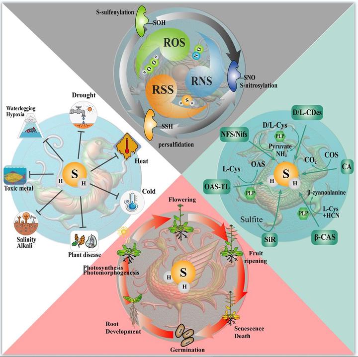 综述硫化氢信号在植物发育和逆境反应中的作用（简译） 知乎 6034