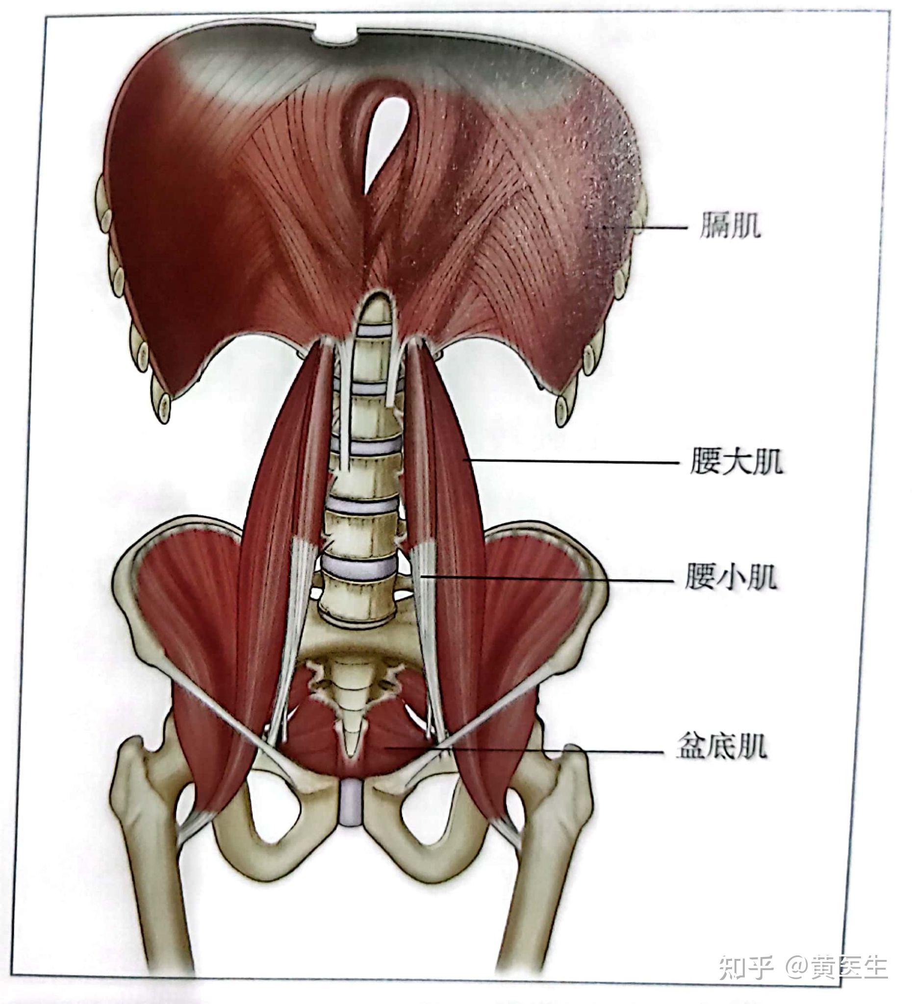 膈肌腰部图片