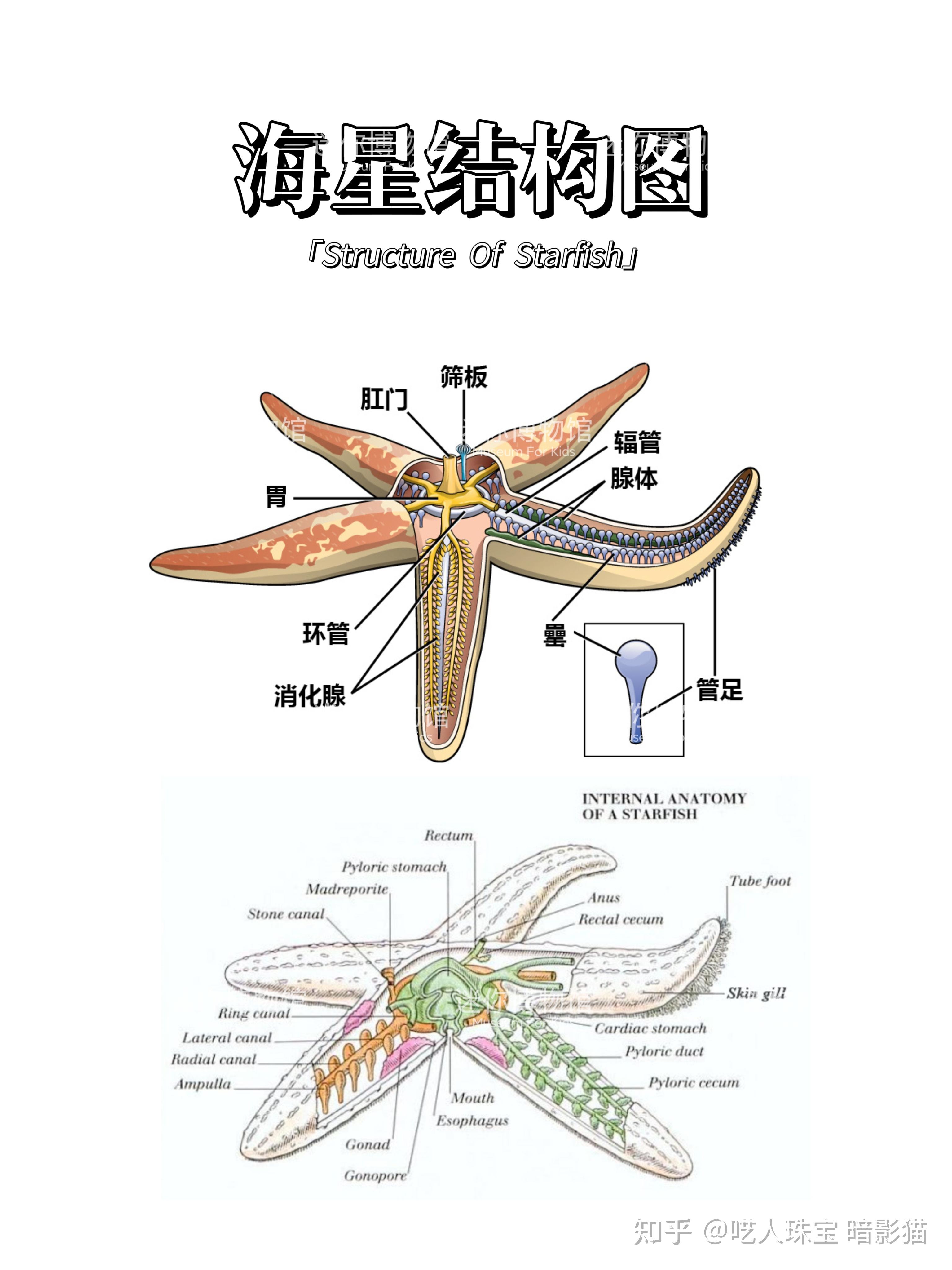 海星怎么清理内脏图解图片