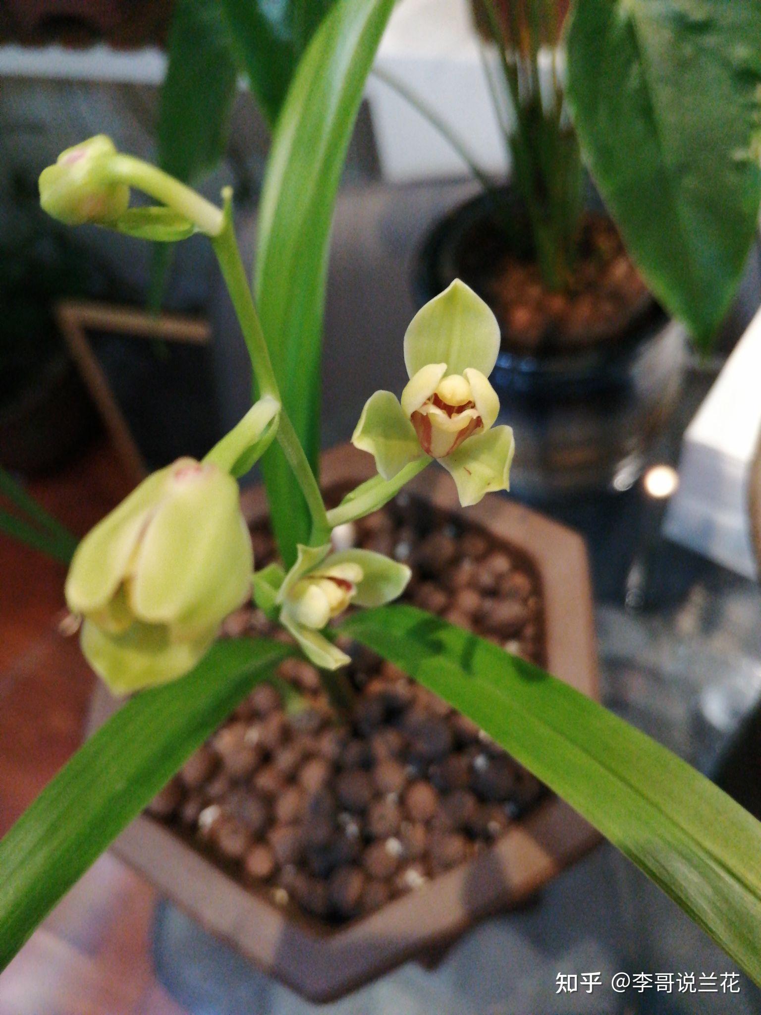 我捡了两颗开完花的金边兰花还能养吗