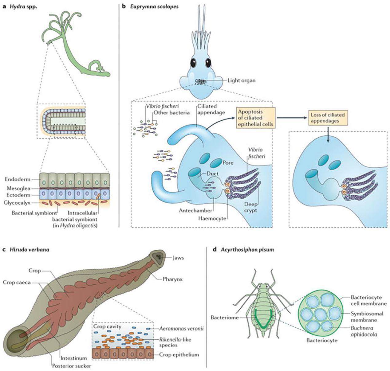 图说免疫系统immunesystem无脊椎动物