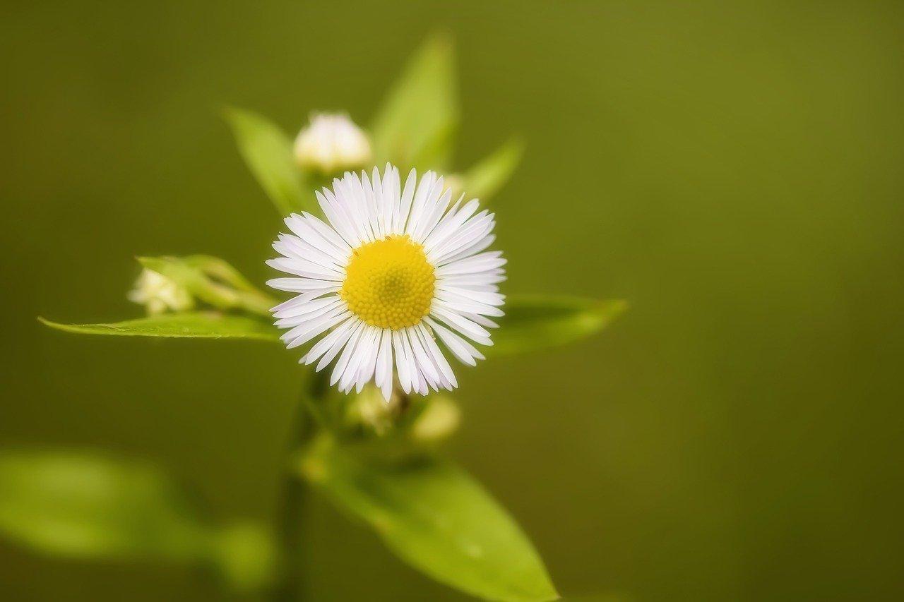 3. 有机肥养根壮
