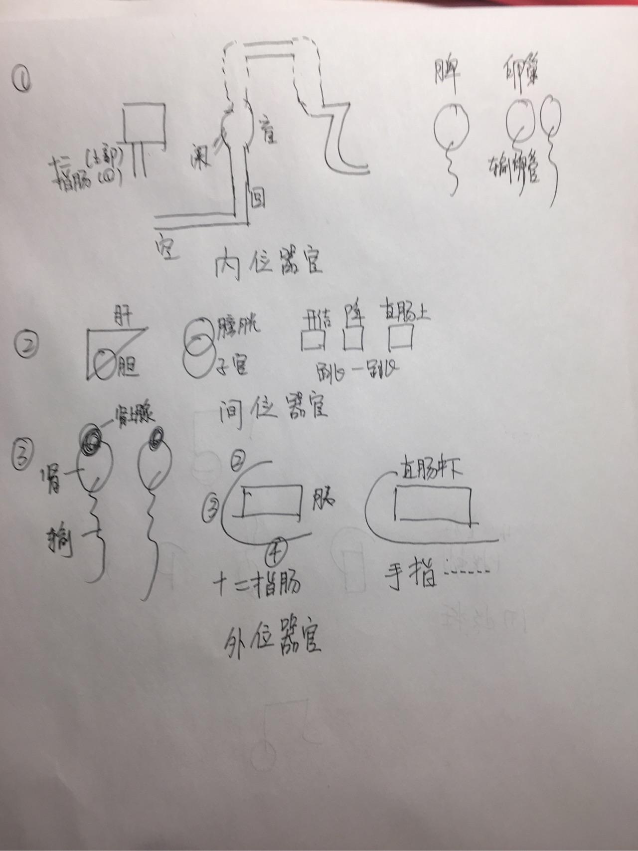 腹膜内位器官记忆口诀图片