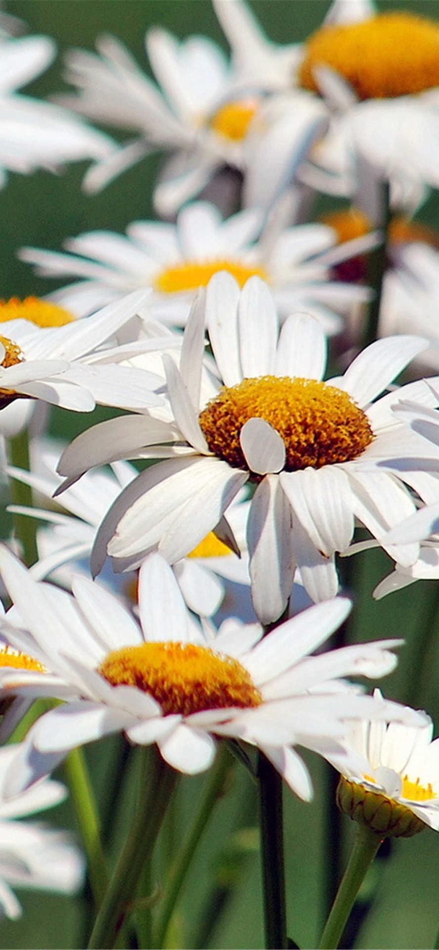 有没有小雏菊壁纸呀? - 知乎