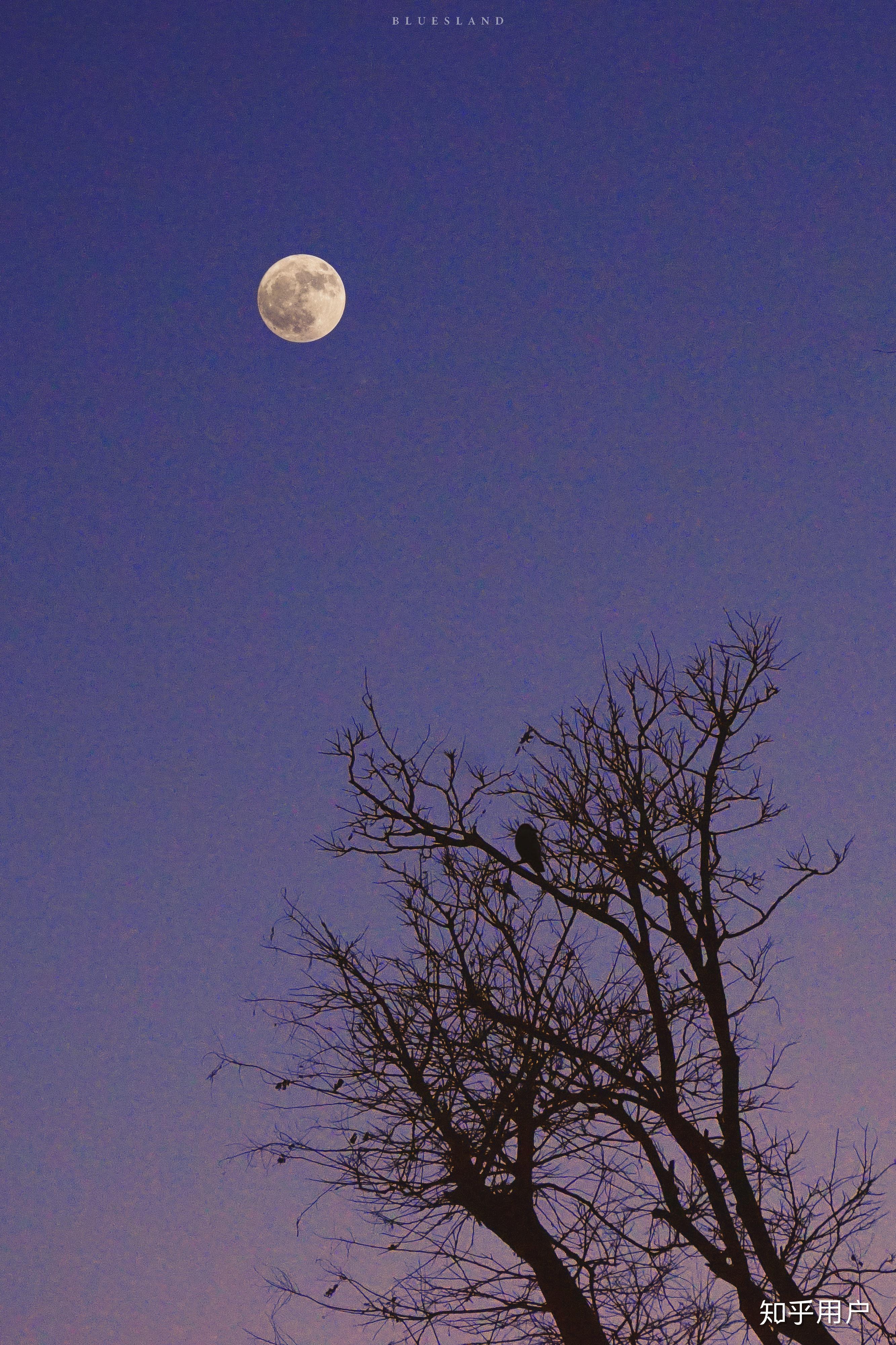 月光下一棵树的剪影插画图片素材_ID:416244214-Veer图库