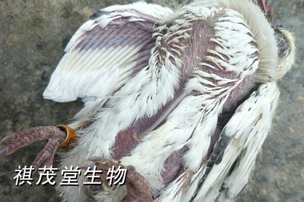 鸽子病毒病怎么治?
