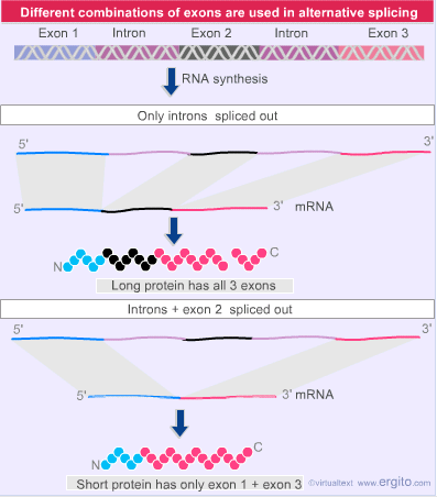 分子生物学整理|基因和DNA笔记（二）断裂基因 - 知乎
