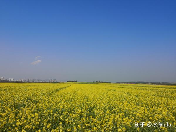 最美花海 知乎