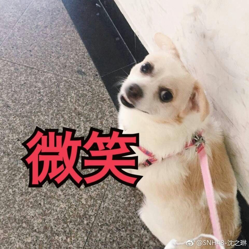 已知本部成员的宠物有哪些? - 知乎