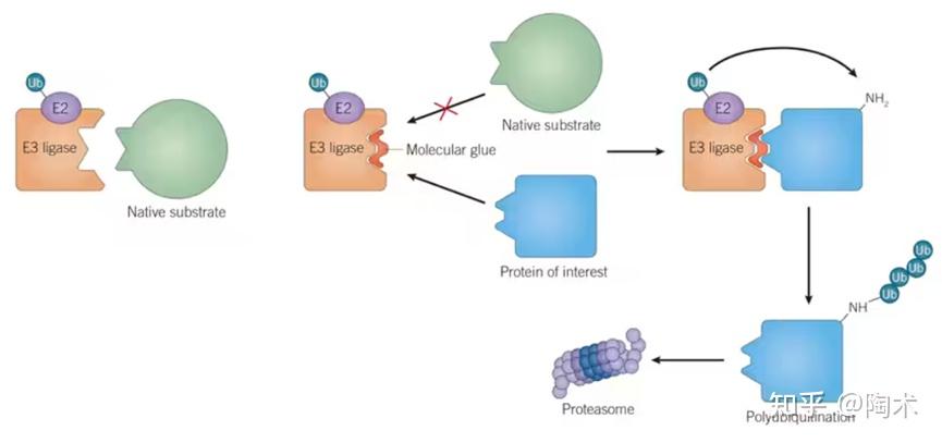 什么是分子胶，和PROTAC有什么区别？靶向蛋白降解剂的原理及开发？ - 知乎