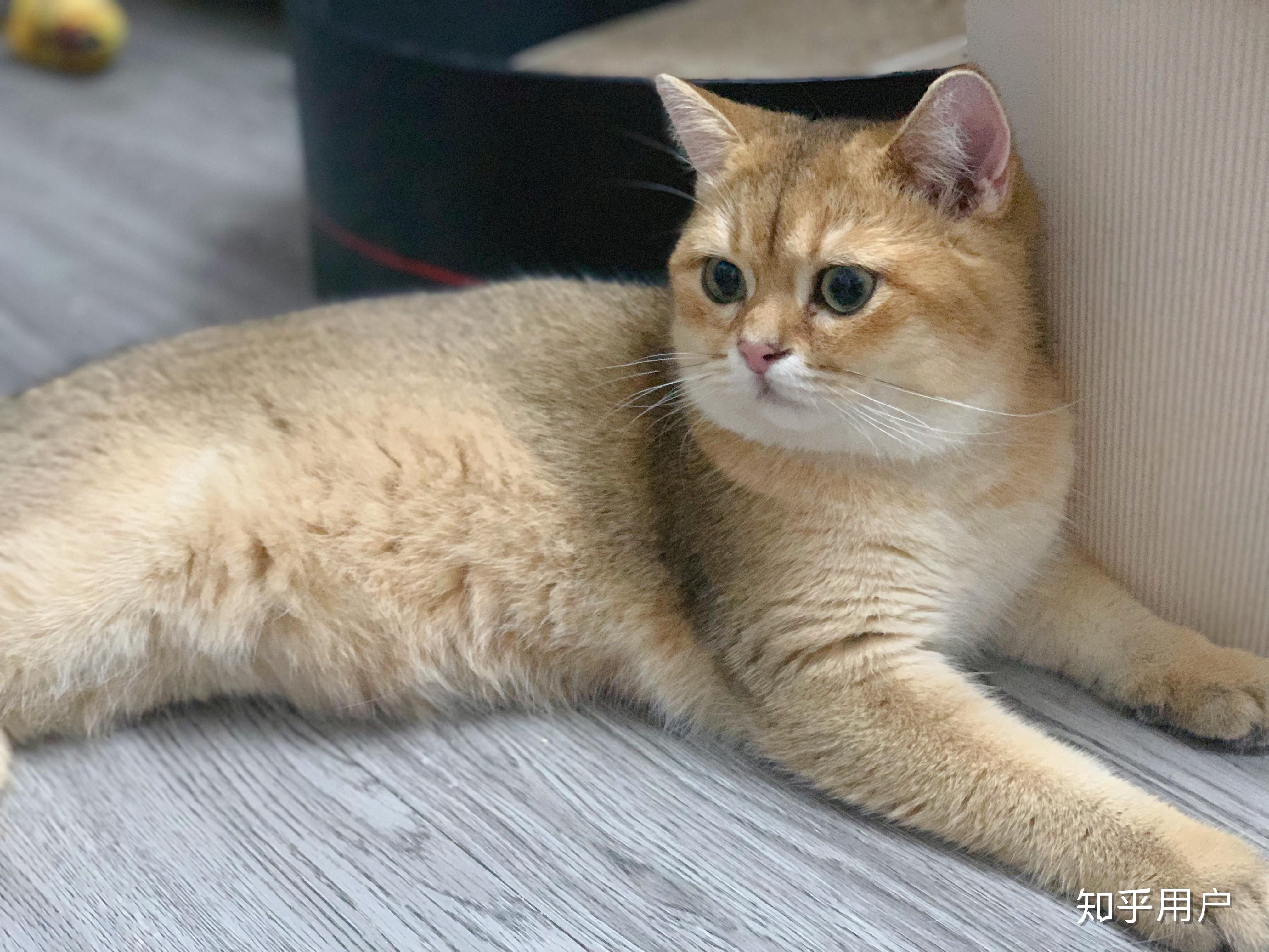 请问养一只金渐层猫是怎样的感觉?