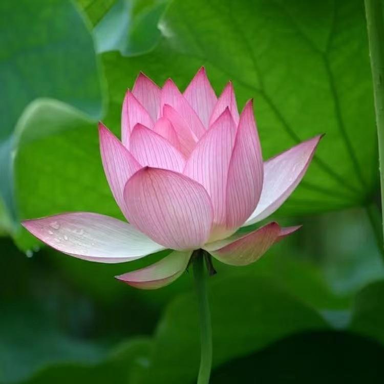 微信头像会影响第一印象吗?