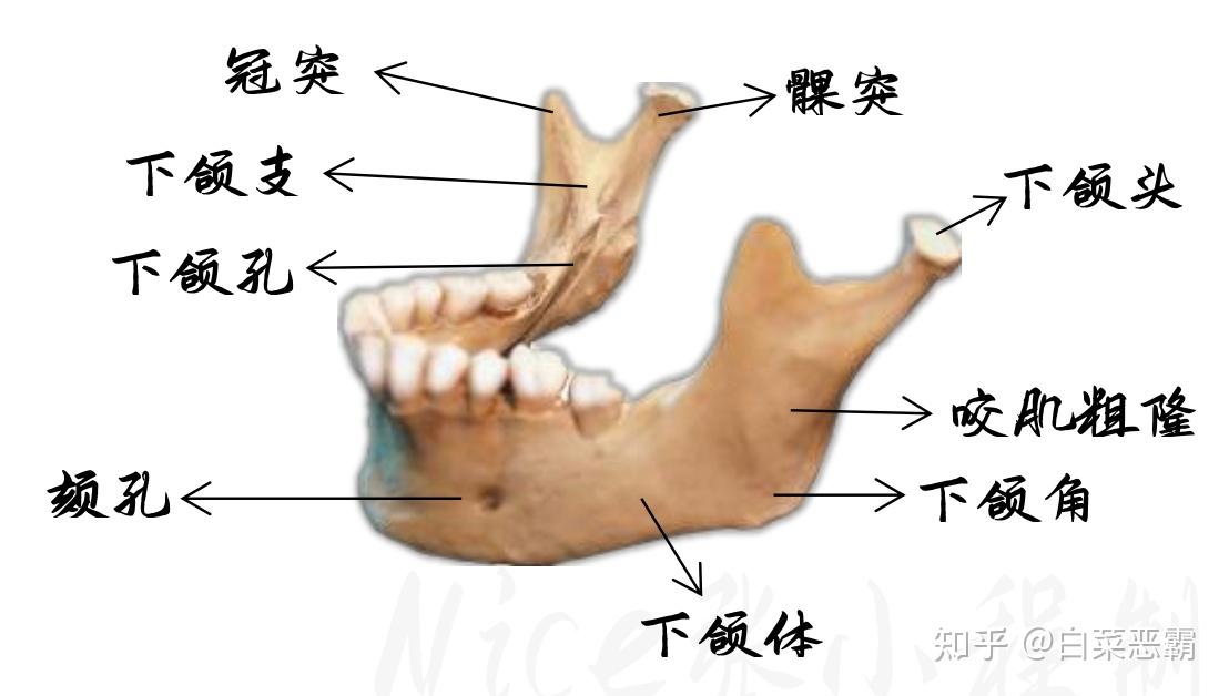 系统解剖学03_颅骨_下颌骨&颅的整面观 - 知乎