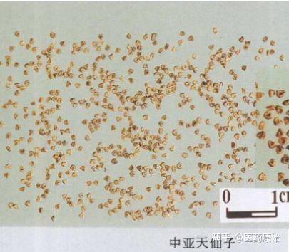 带你识别天仙子 - 知乎
