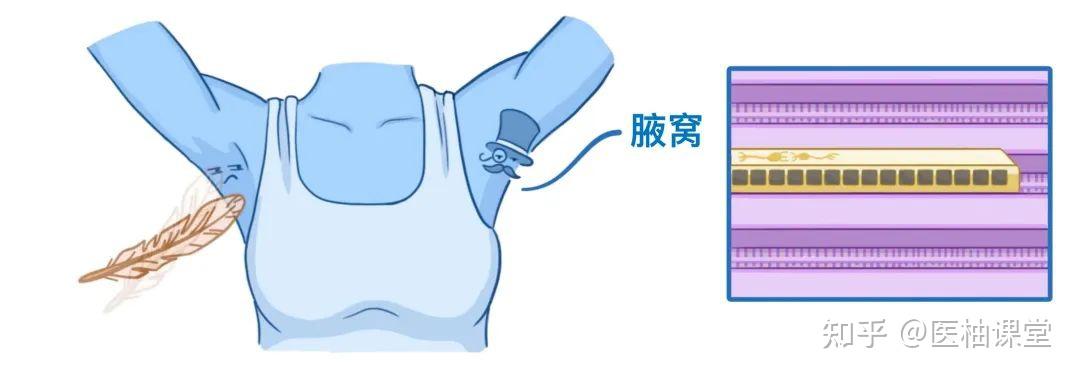 人体解剖学基础:腋窝 - 知乎