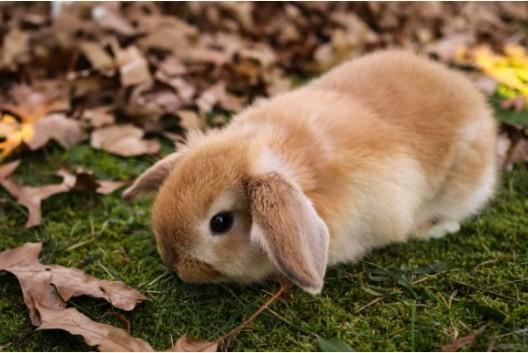 兔子种类的荷兰垂耳兔性格特征习性特征介绍