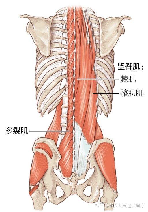 春眠不觉晓拉伸知多少之躯干下部拉伸运动