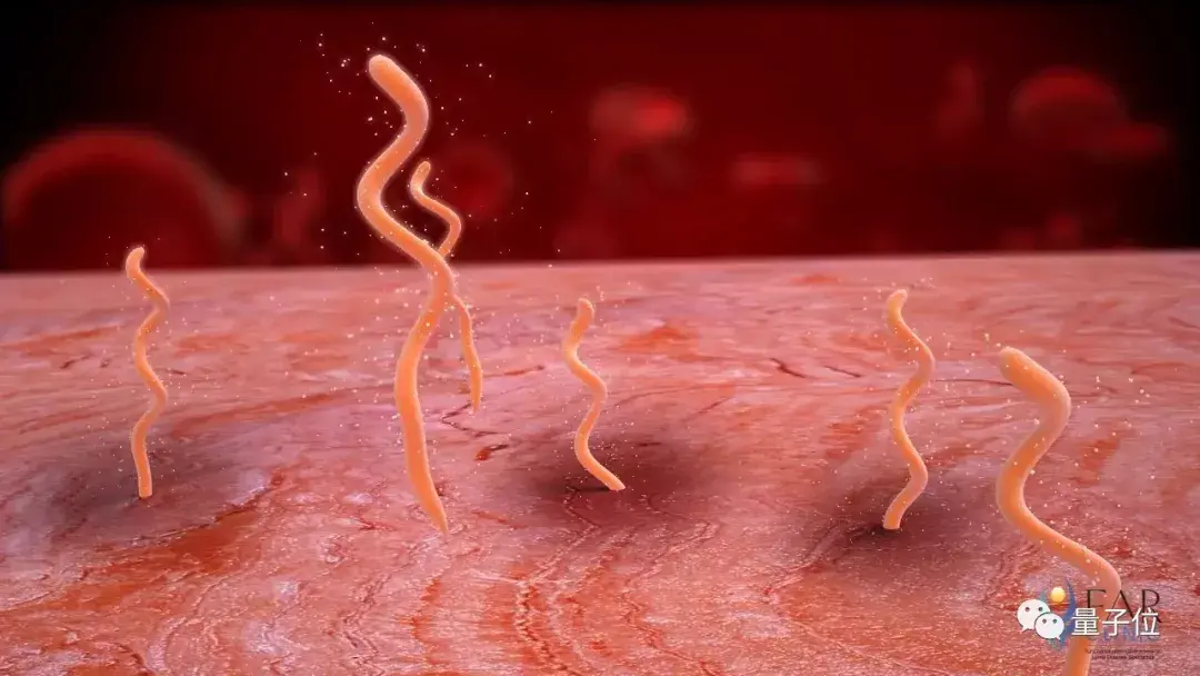 螺旋菌的形态图片
