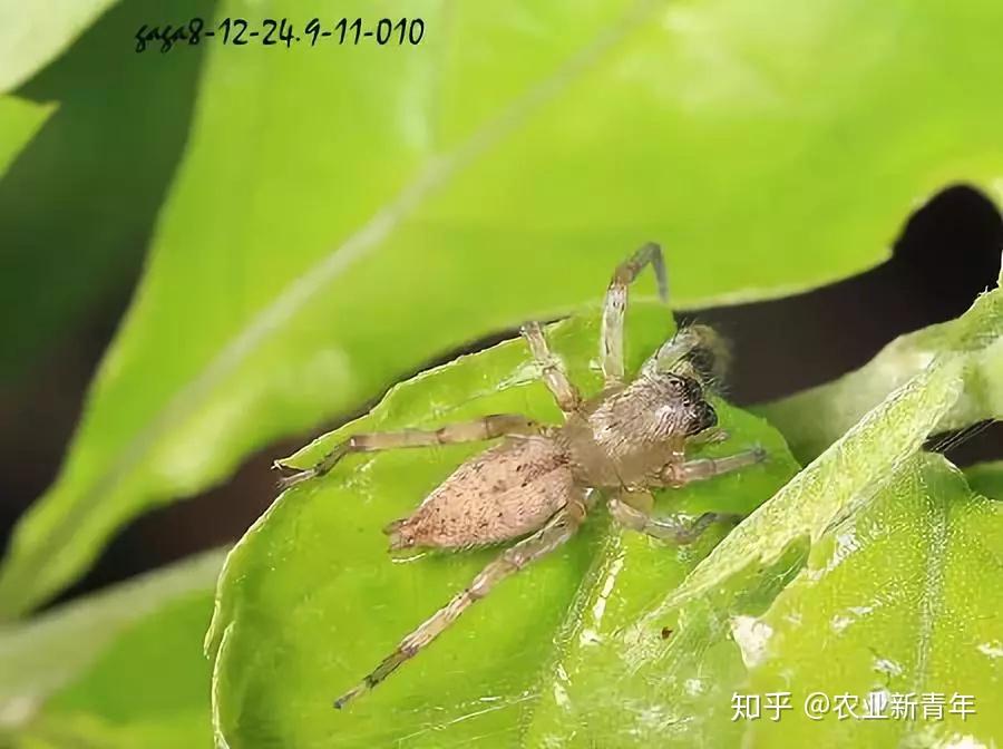 常见害虫天敌图谱大全