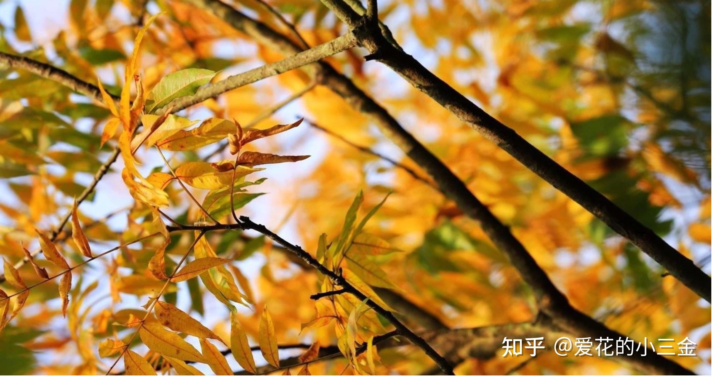 秋冬赏叶植物（二十）：黄连木 - 知乎
