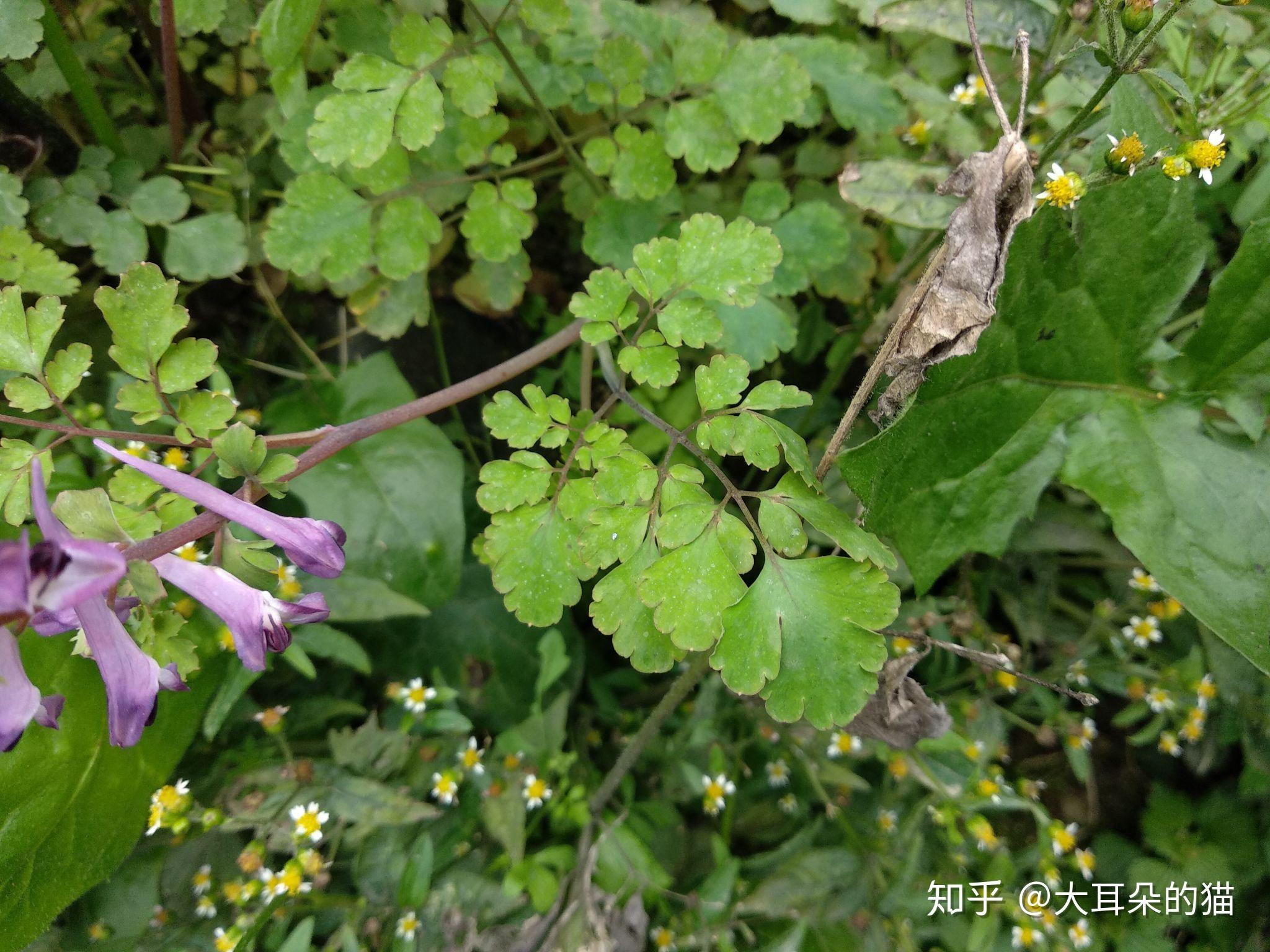 甘草叶紫堇图片