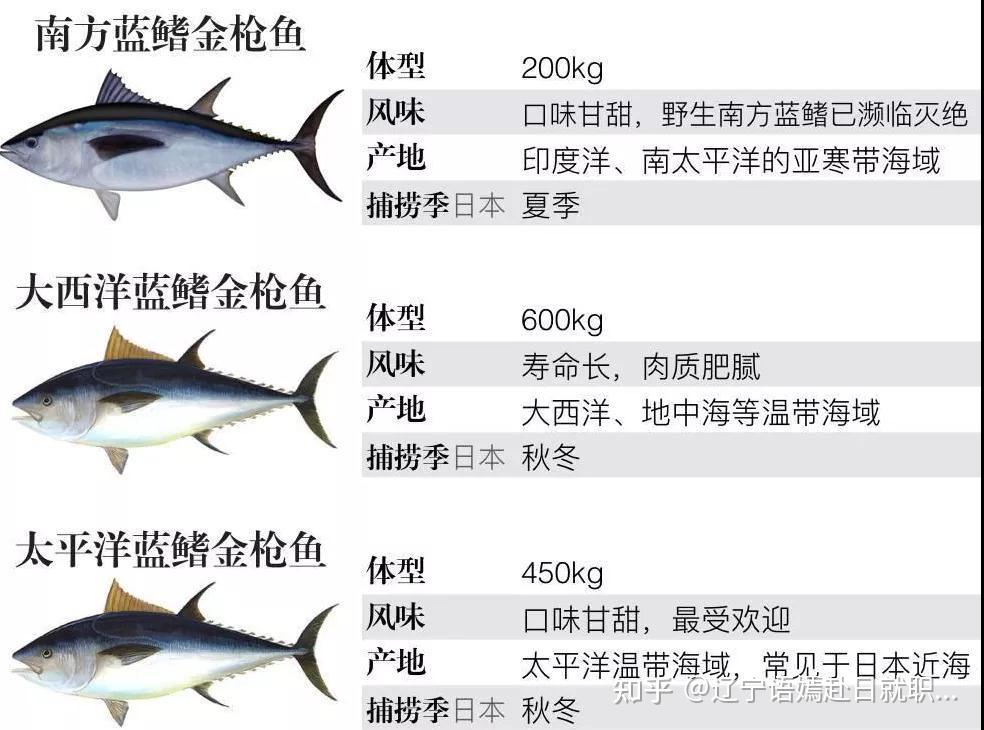 有很多的品种,根据其特点分为:黄鳍金枪鱼,大眼金枪鱼,长鳍金枪鱼,蓝