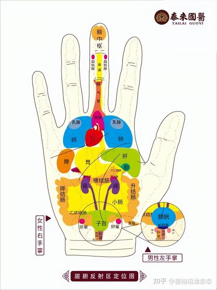 手诊图解大全，简单易学的手诊图解，快速看懂！ - 知乎