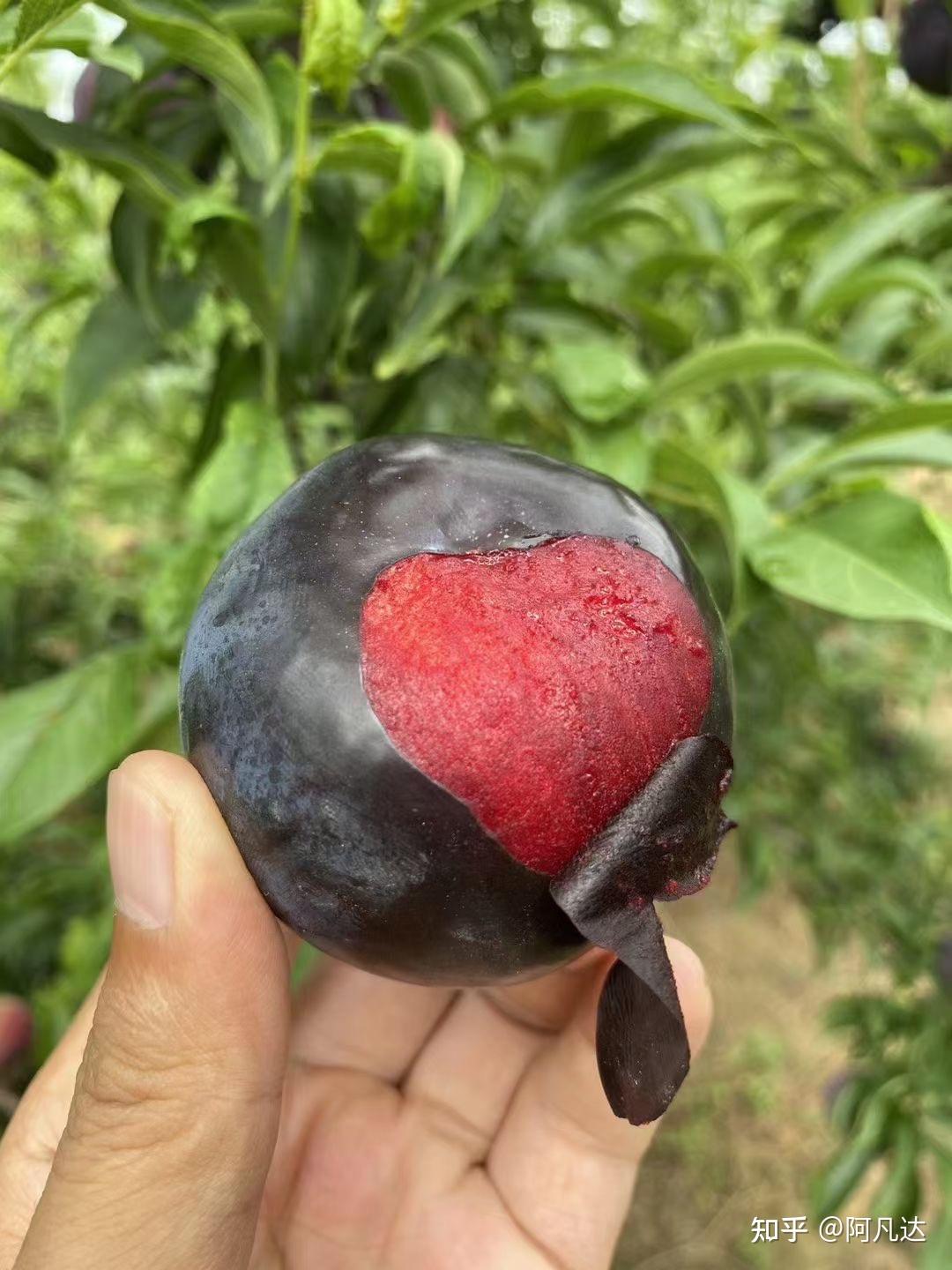 有人吃过超甜的黑布林吗