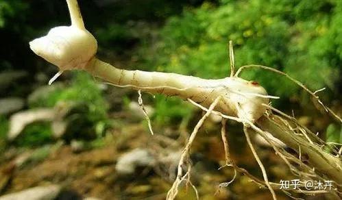 现代人如何补肾?老中医推荐一种“超级补药”,到底有何奇效? - 知乎