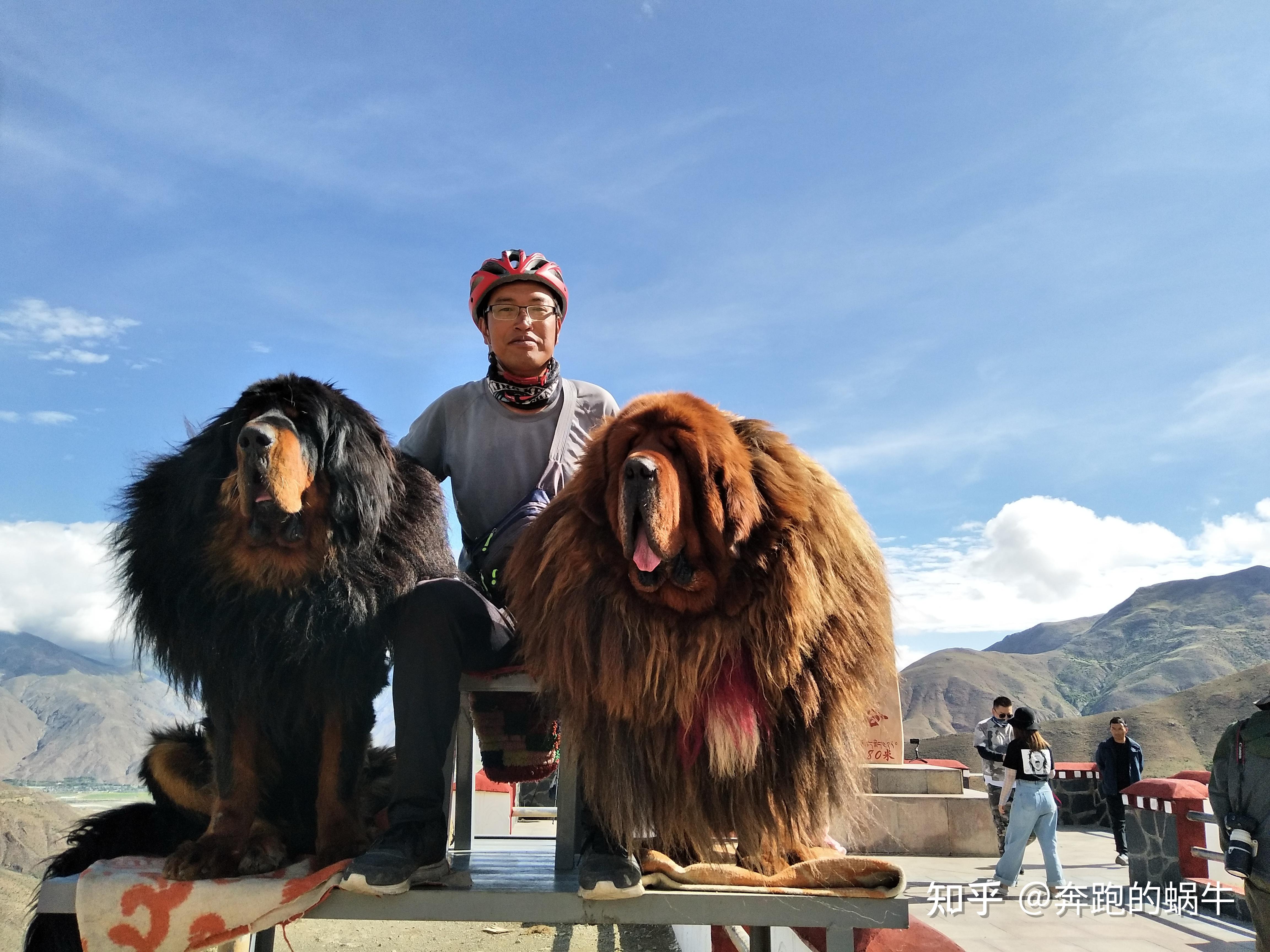 這些藏獒被訓練得太溫順了,遊客可以隨便接觸.