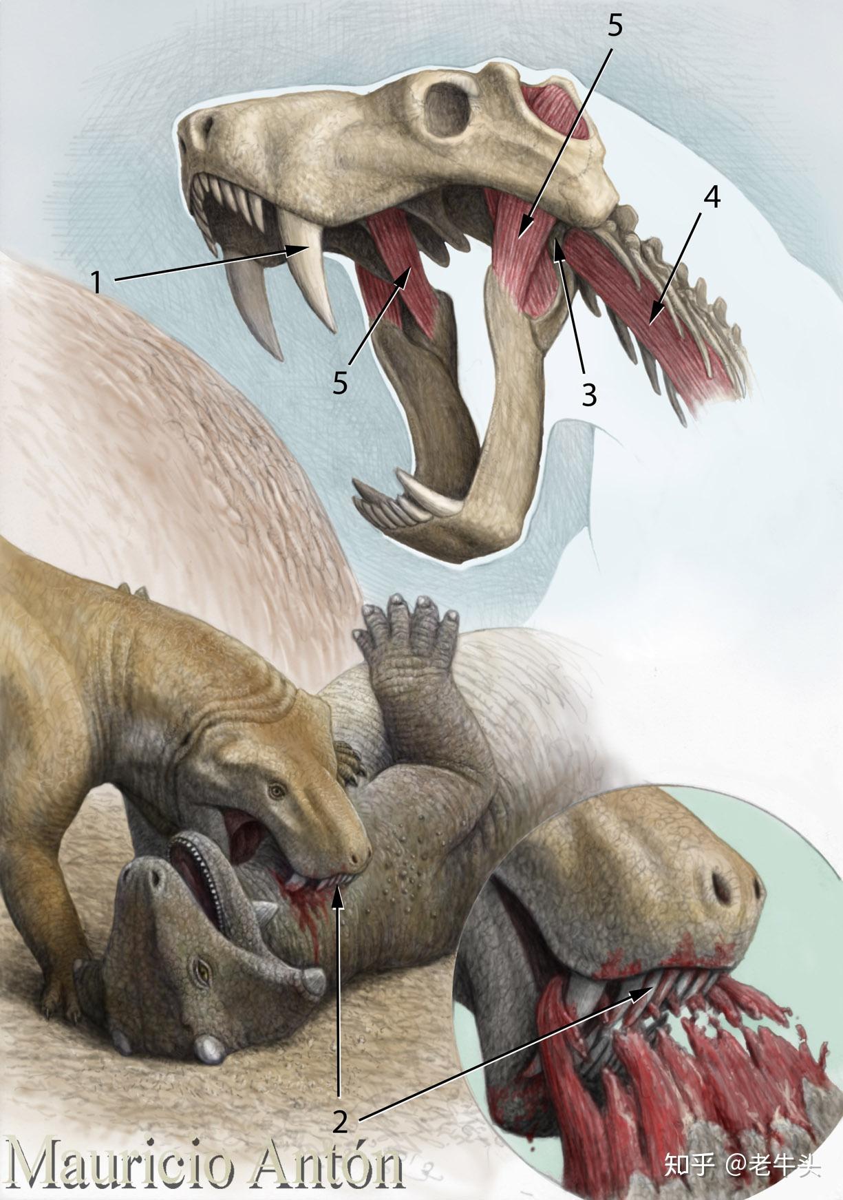 二叠纪的陆地霸主大型合弓类捕食者简介