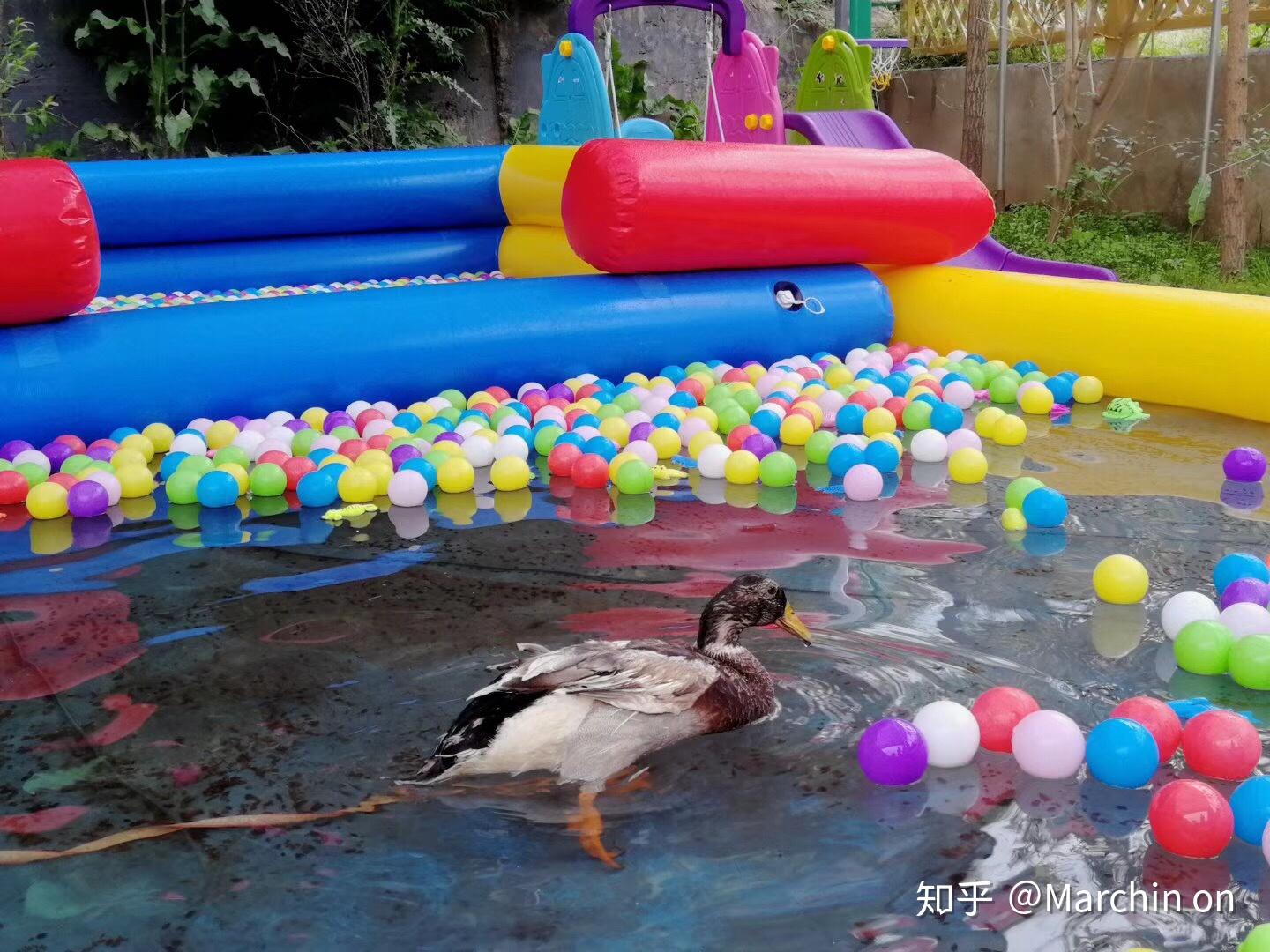 养小鸭子做宠物是什么体验?