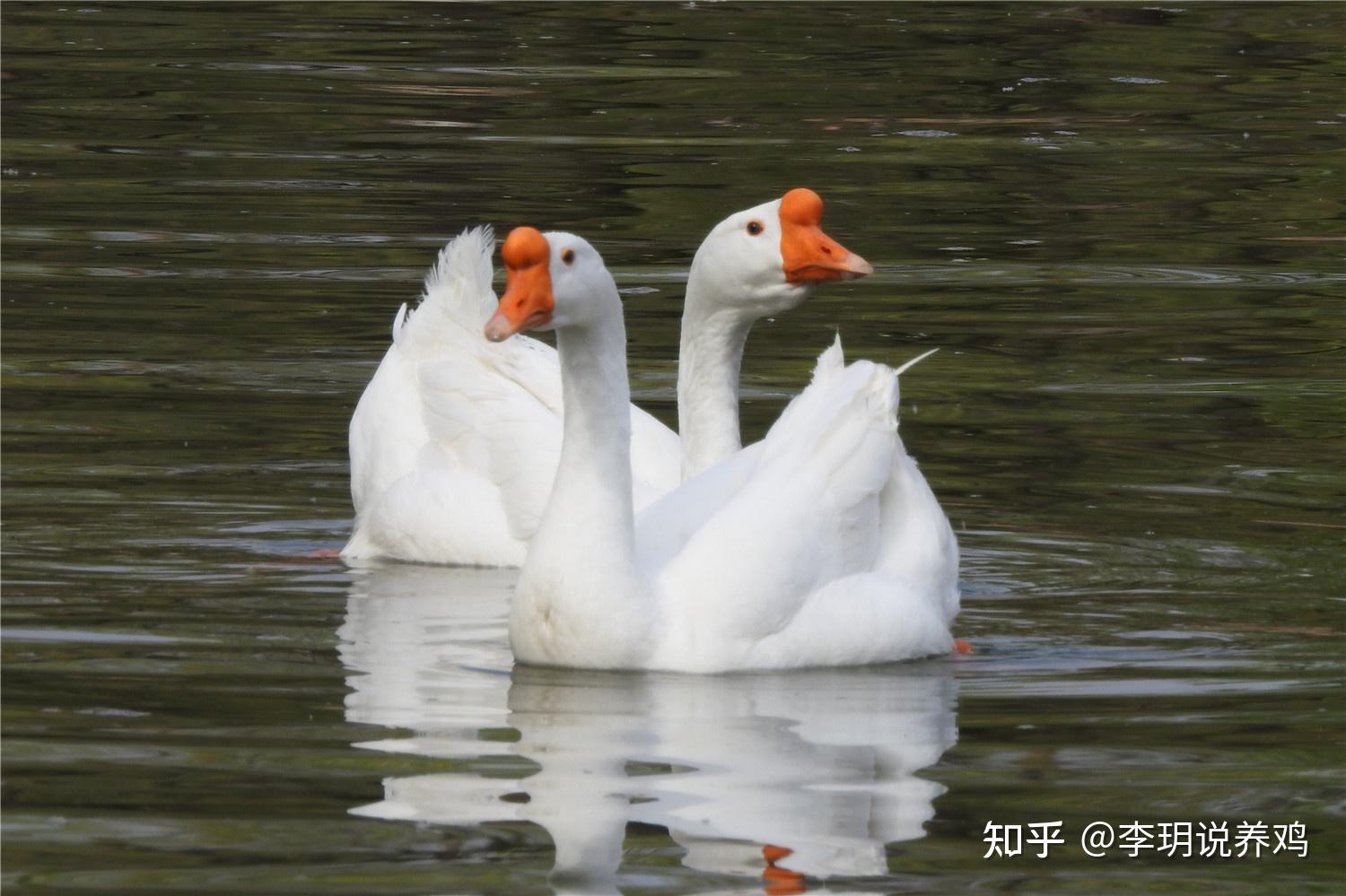 鹅为什么会长头瘤 影响鹅头瘤生长的因素 - 知乎