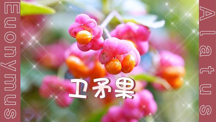 卫矛果:挥着翅膀的红果实