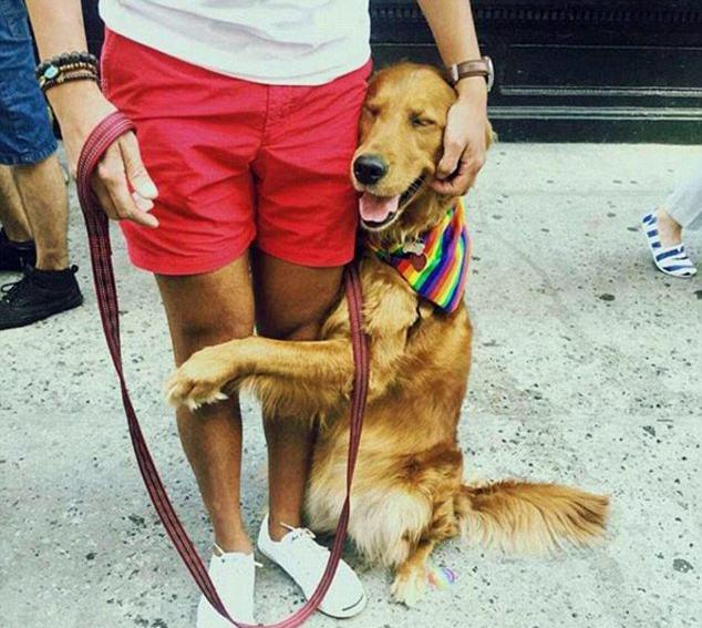 复工后的一大问题 宠物犬分离焦虑症了解一下 知乎