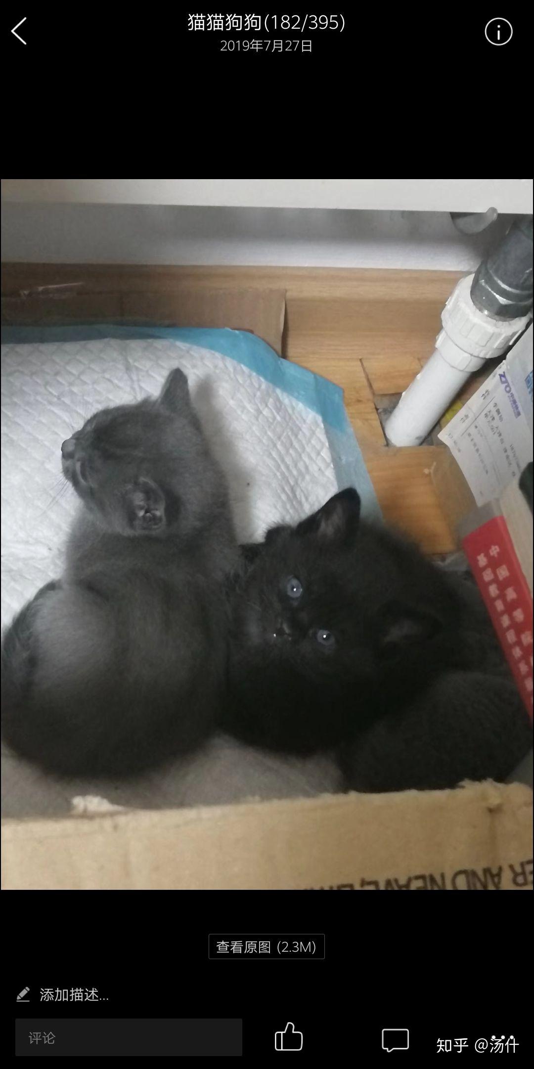 暹罗猫和蓝猫生的猫宝宝什么样